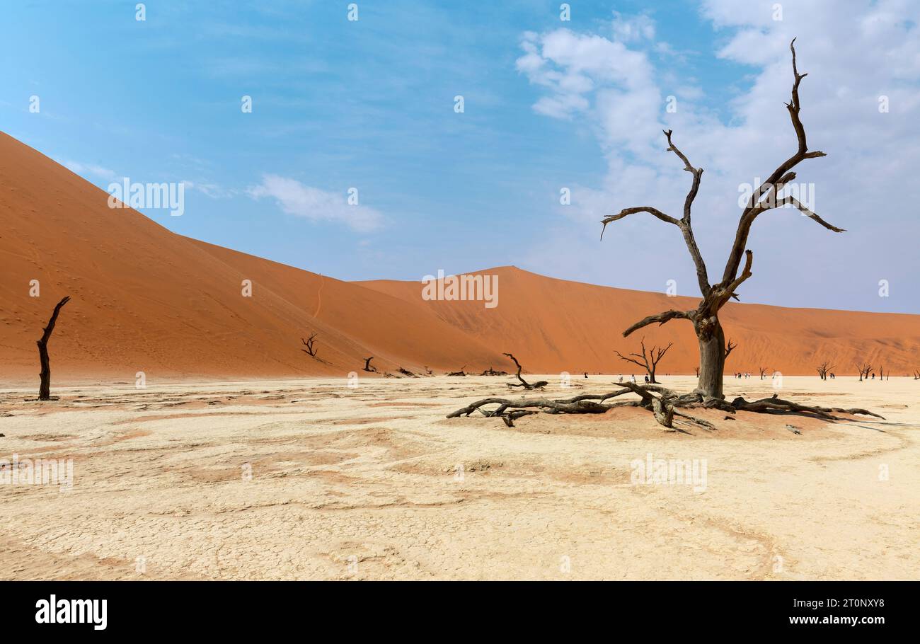 Arbres camelthorn morts (Acacia erioloba) à Deadvlei, Sossusvlei, désert de Namib, Parc national de Namib-Naukluft, Namibie, Afrique Banque D'Images