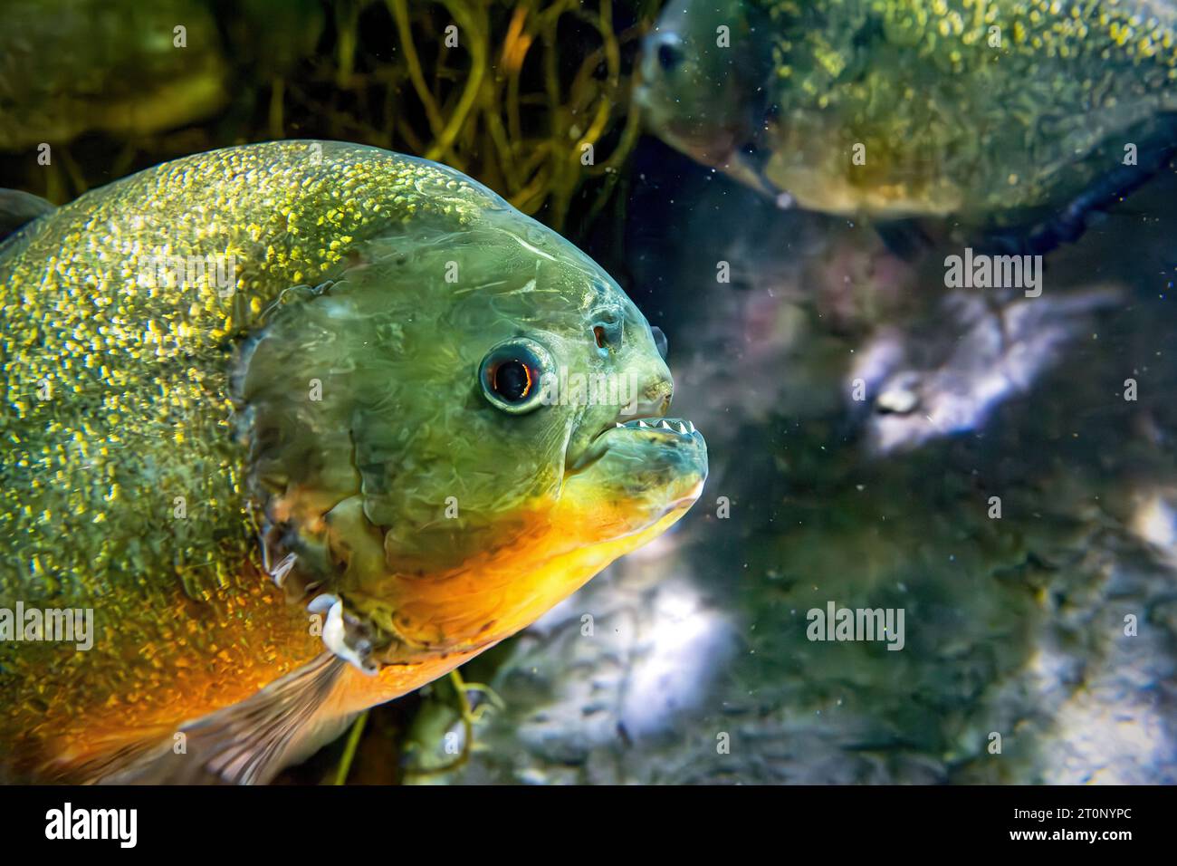 Portrait d'un Piranha à ventre rouge Banque D'Images