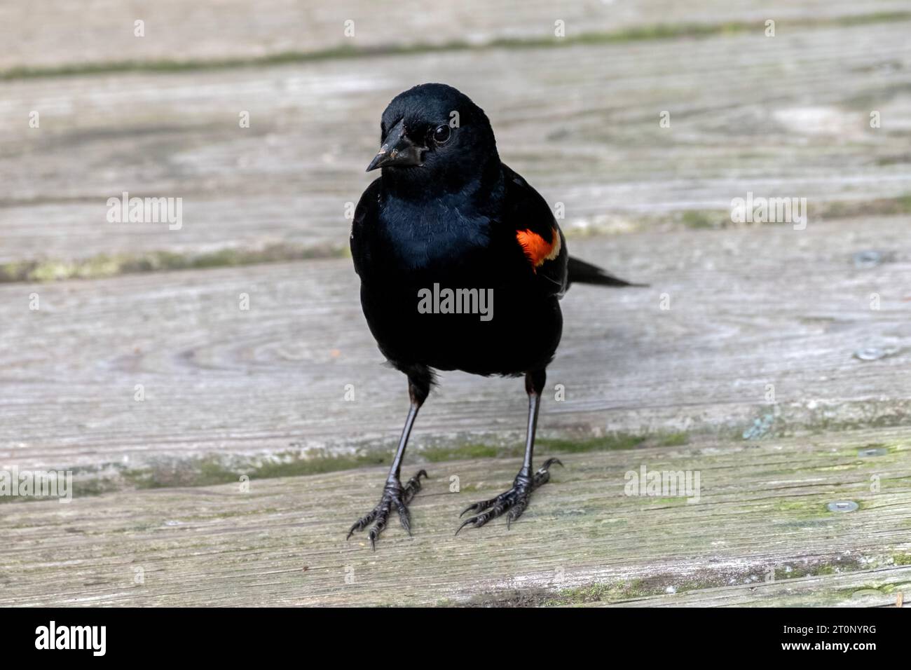 Un curieux oiseau noir à ailes rouges se dresse sur une promenade dans l'est du Massachusetts - Agelaius phoeniceus Banque D'Images