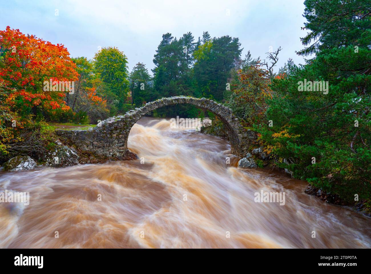 Carrbridge, Écosse, Royaume-Uni. 8 octobre 2023. La rivière Dulnain a déferlé après une journée et une nuit de fortes pluies qui coule sous le Old Pack Horse Bridge à Carrbridge, dans les Highlands écossais. Iain Masterton/Alamy Live News Banque D'Images