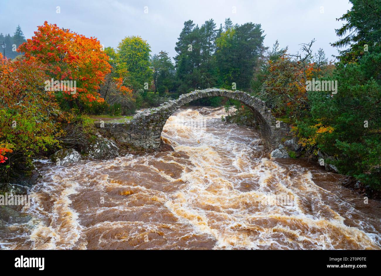 Carrbridge, Écosse, Royaume-Uni. 8 octobre 2023. La rivière Dulnain a déferlé après une journée et une nuit de fortes pluies qui coule sous le Old Pack Horse Bridge à Carrbridge, dans les Highlands écossais. Iain Masterton/Alamy Live News Banque D'Images