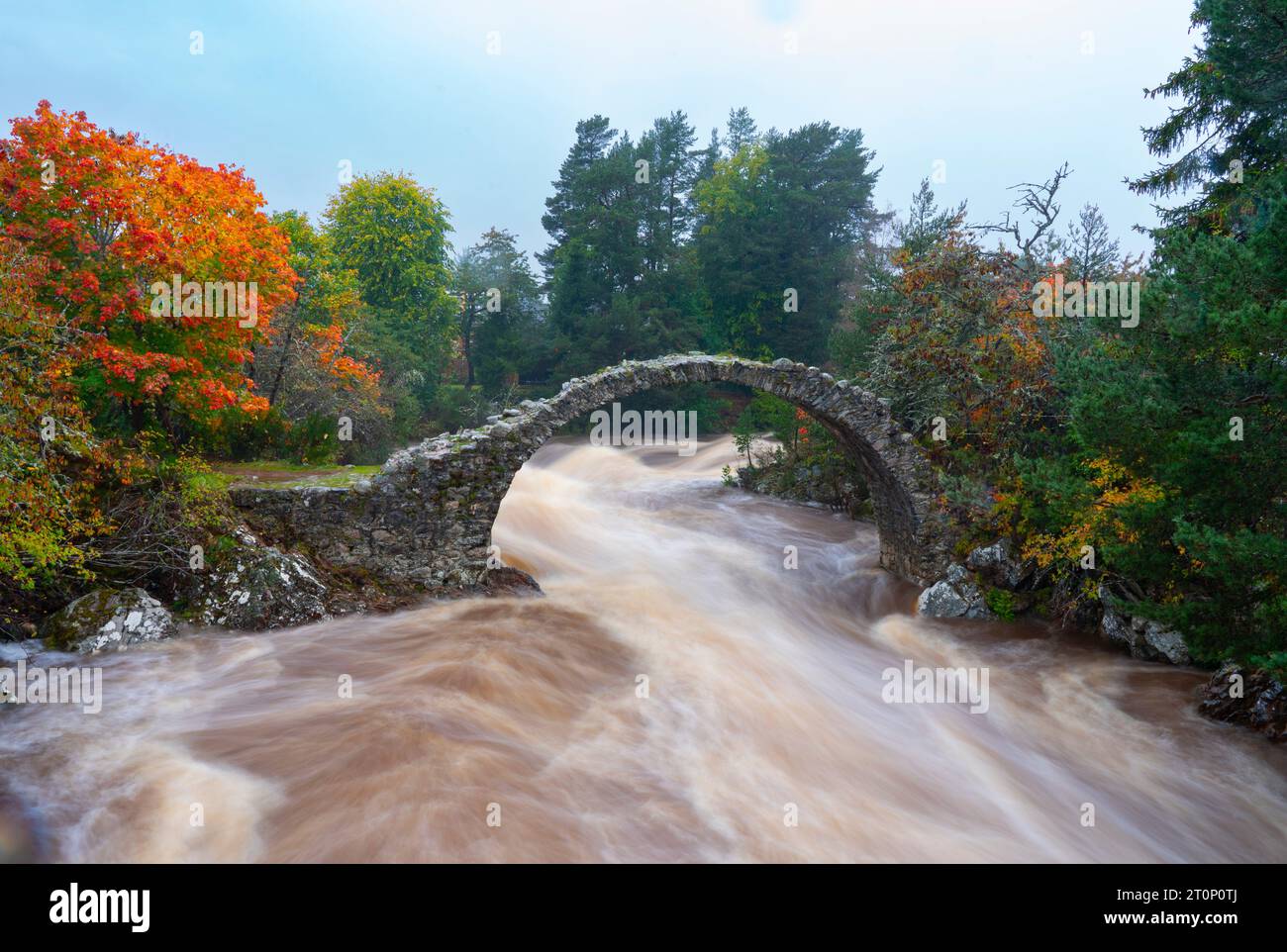 Carrbridge, Écosse, Royaume-Uni. 8 octobre 2023. La rivière Dulnain a déferlé après une journée et une nuit de fortes pluies qui coule sous le Old Pack Horse Bridge à Carrbridge, dans les Highlands écossais. Iain Masterton/Alamy Live News Banque D'Images