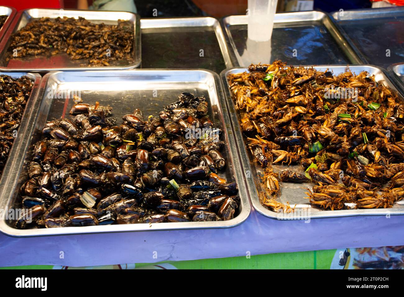 Le marchand de vendeur thaïlandais a cuisiné une cuisine exotique locale à partir de bug et d'herbes ou d'insecte frit de nourriture avec de l'herbe à stall hawker à vendre voyageurs voyage vi Banque D'Images