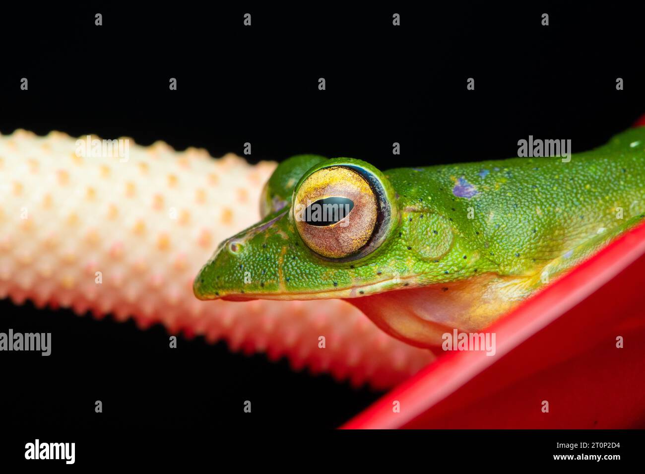 Grenouille planante MALABAR, grenouille volante Malabar Banque D'Images