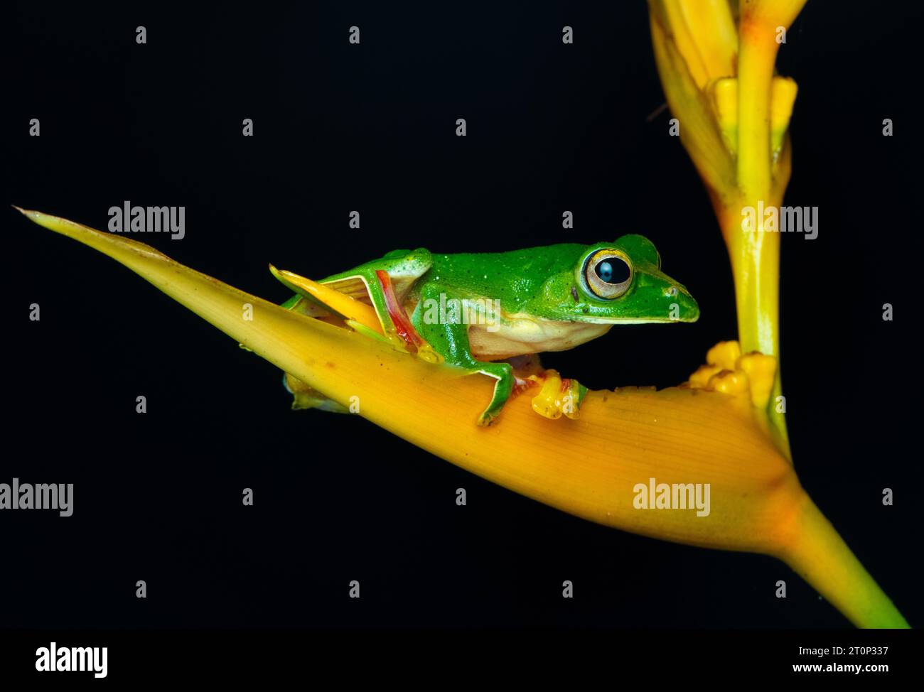 Grenouille planante MALABAR, grenouille volante Malabar Banque D'Images