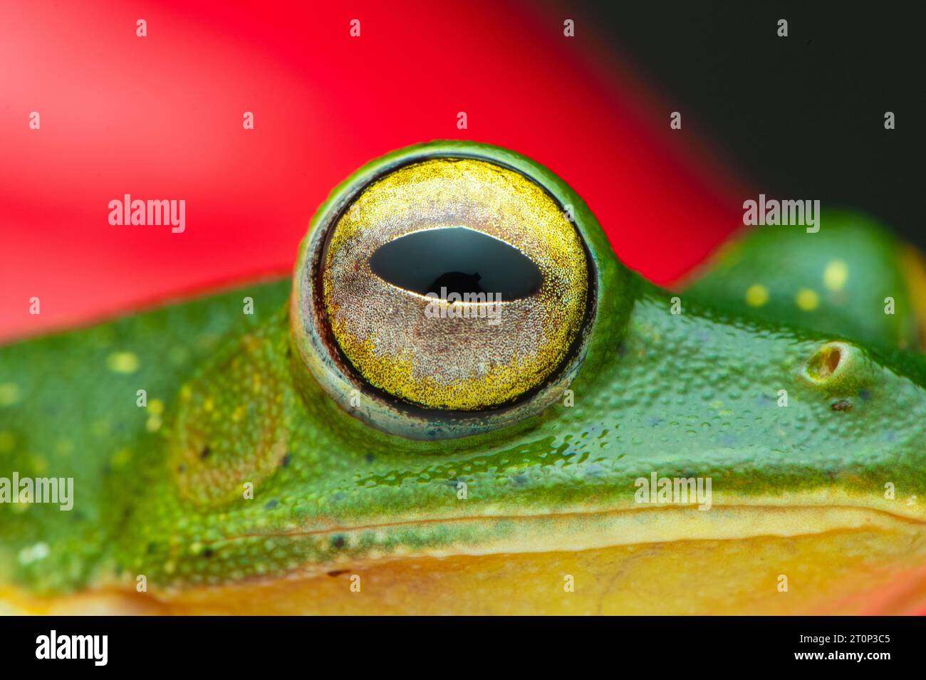 Grenouille planante MALABAR, grenouille volante Malabar Banque D'Images