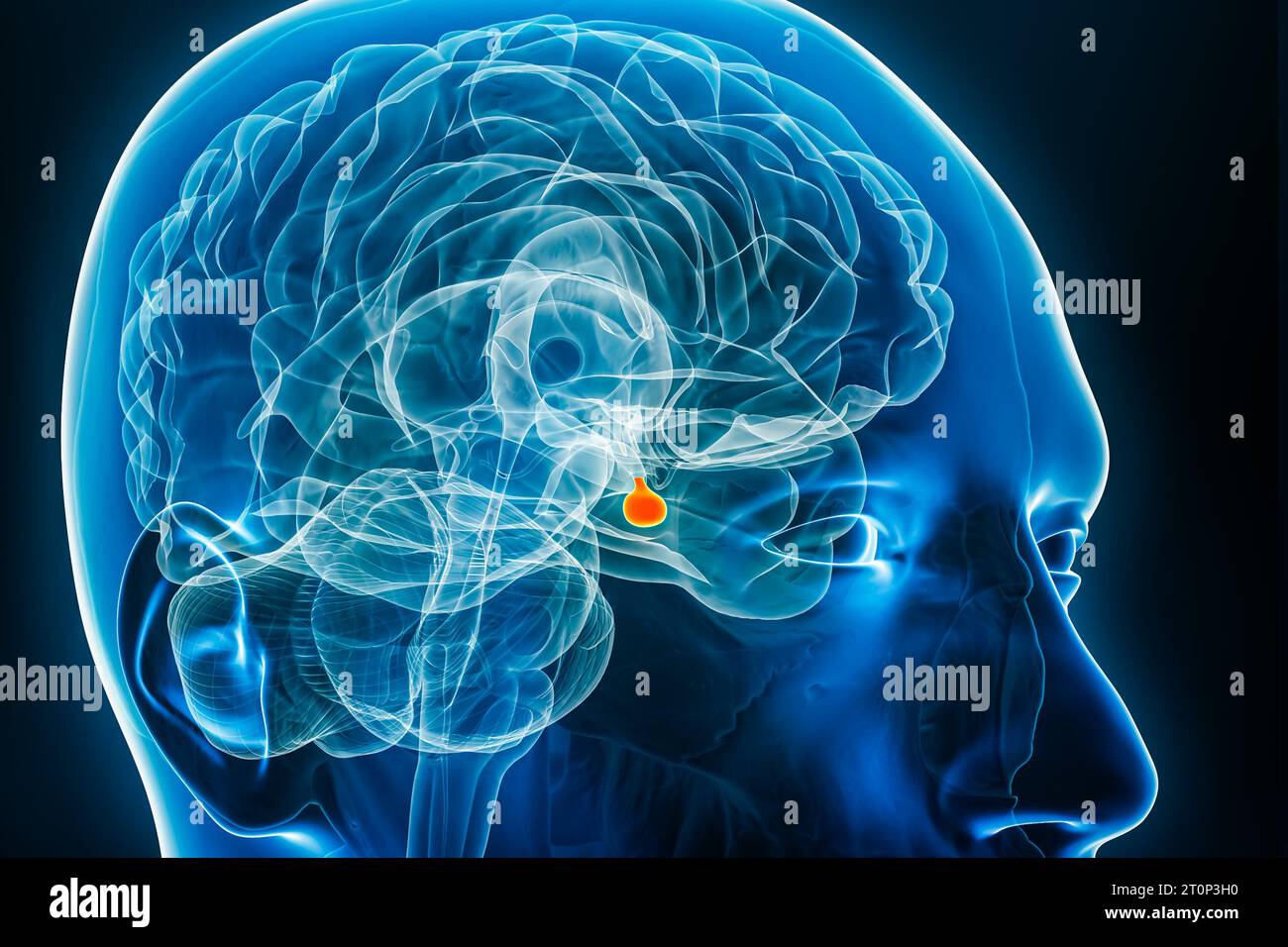 Illustration de rendu 3D de la glande pituitaire ou de la neurohypophyse. Corps humain, cerveau et système endocrinien anatomie, médical, biologie, science, neurosc Banque D'Images
