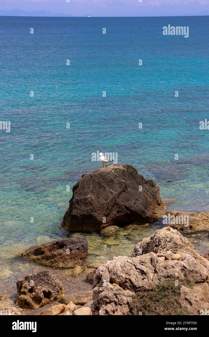 Larus Goéland oiseau assis sur un grand rocher au large de la côte de la plage de la ville de Rhodes Banque D'Images