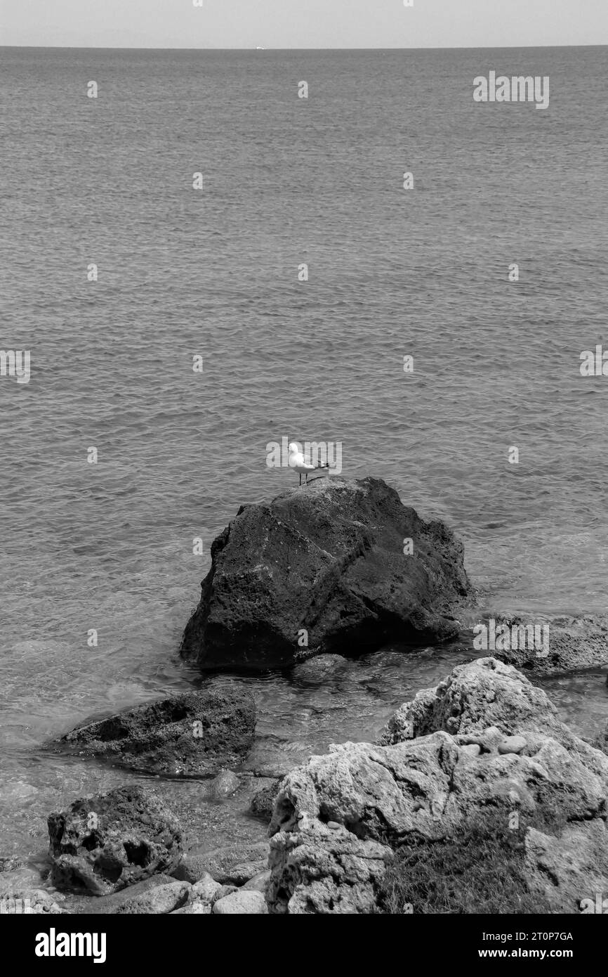 Larus Goéland oiseau assis sur un grand rocher au large de la côte de la plage de la ville de Rhodes en noir et blanc Banque D'Images