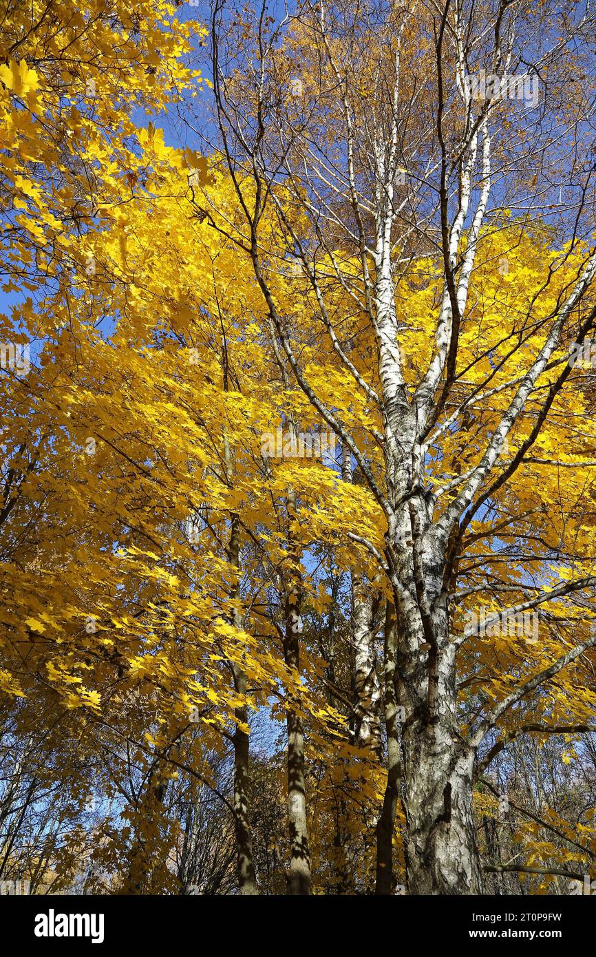 Beaux érables jaunes d'automne et troncs de bouleau Banque D'Images