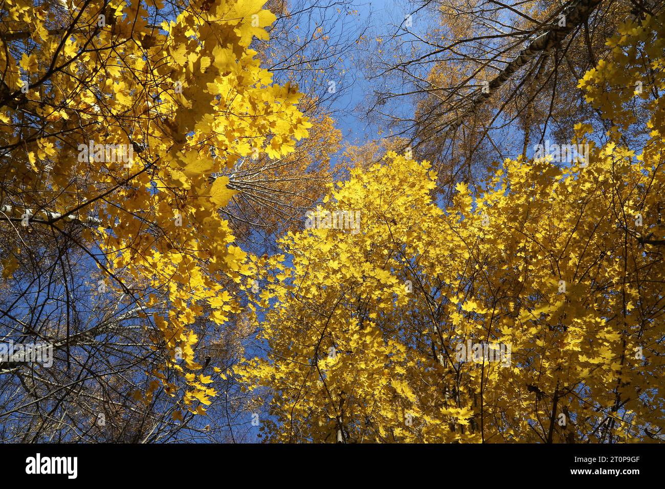 Tops de beaux arbres d'automne sur fond de ciel Banque D'Images
