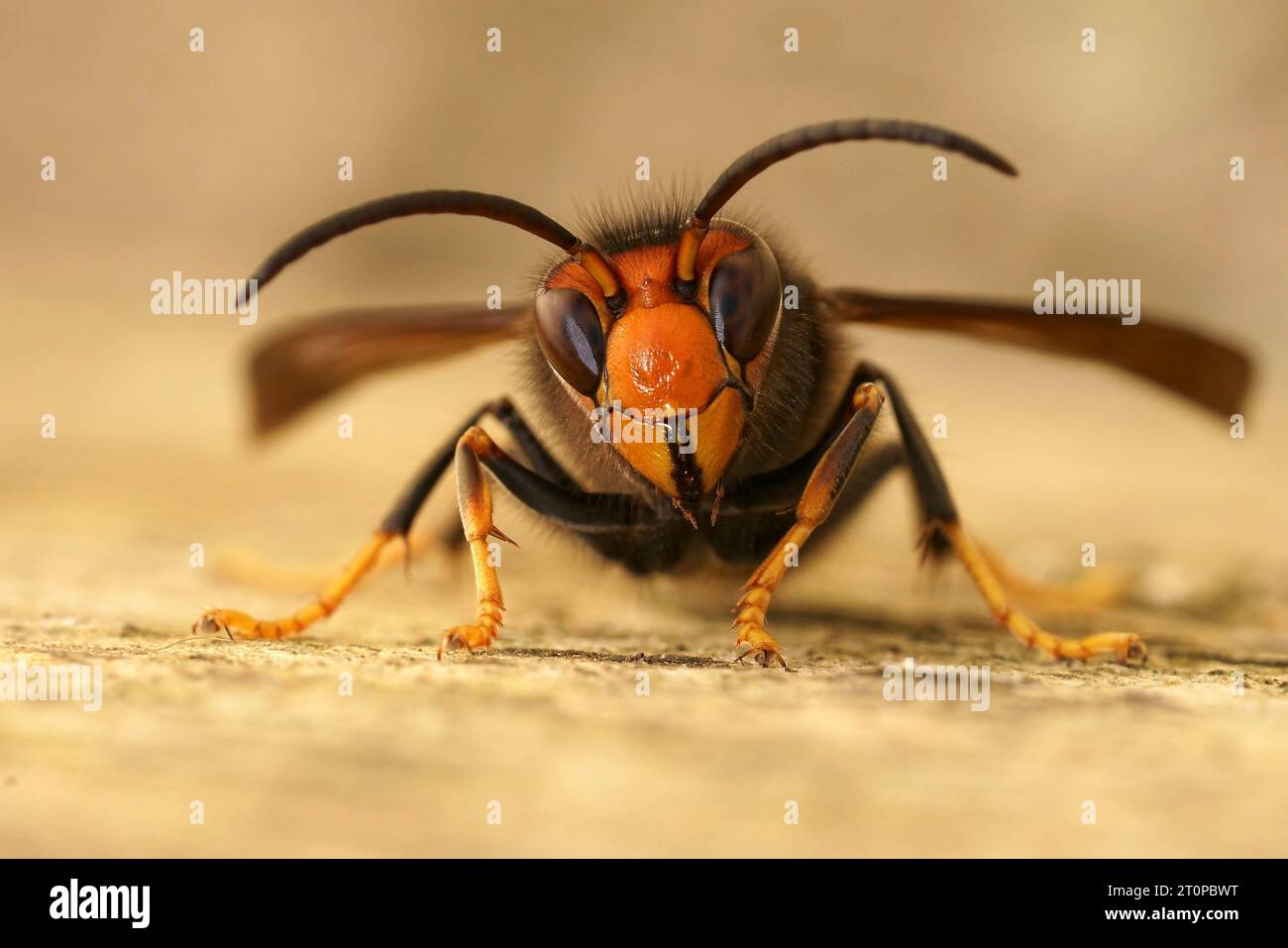 Gros plan facial naturel sur un travailleur de l'espèce envahissante de frelons asiatiques, Vespa velutina, une menace majeure pour l'apiculture Banque D'Images