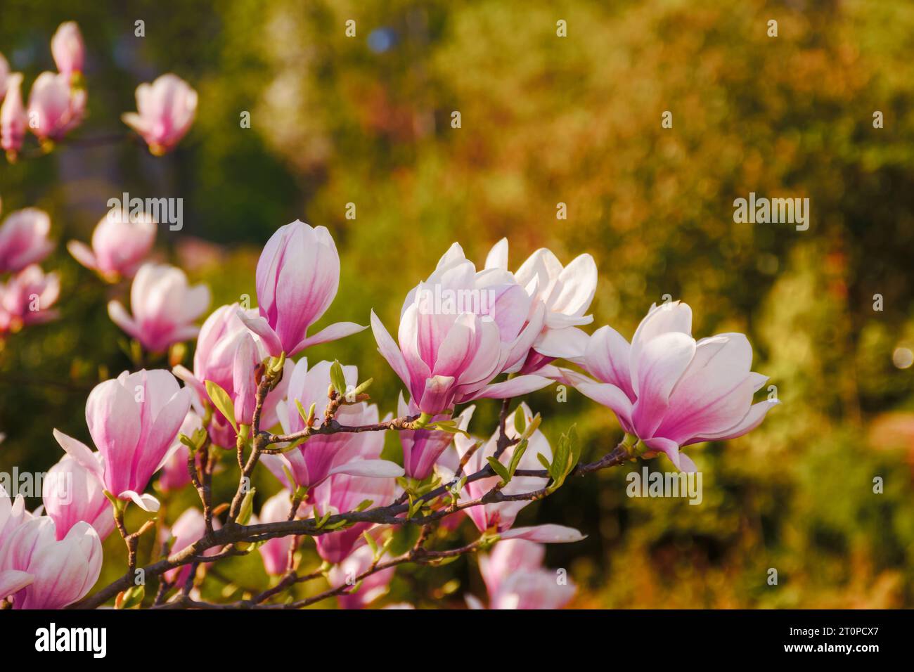 jardin de printemps avec magnolia. un fond de nature romantique le matin ensoleillé Banque D'Images