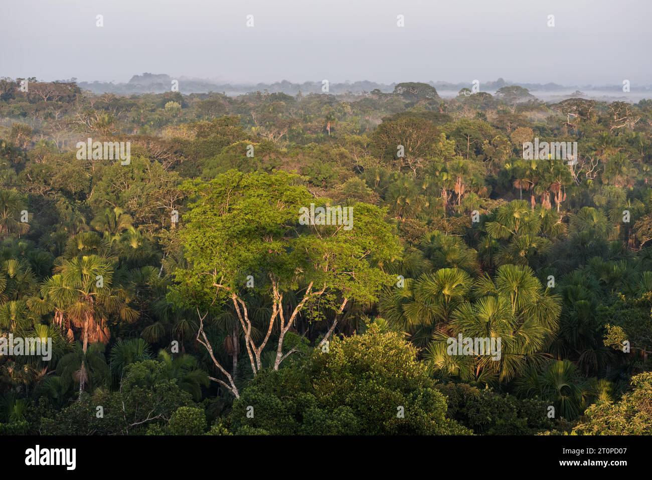 Vue sur la forêt amazonienne depuis le sommet de la tour de 45 mètres du Yasuni Kichwa Ecolodge, Équateur Banque D'Images