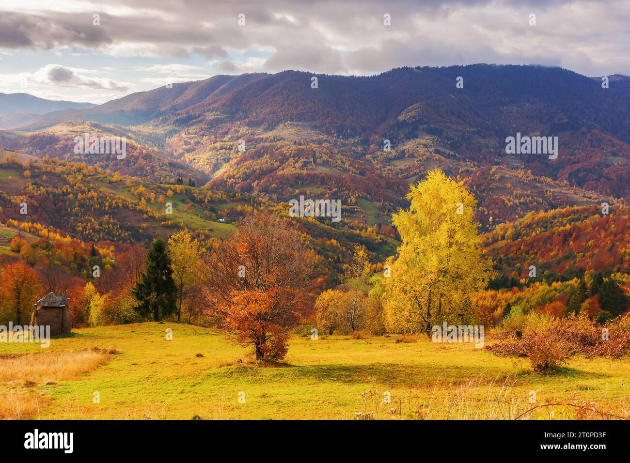 arbres sur les collines ondulantes du paysage de campagne montagneux dans la lumière du matin. paysage de la zone rurale des carpates en saison d'automne Banque D'Images