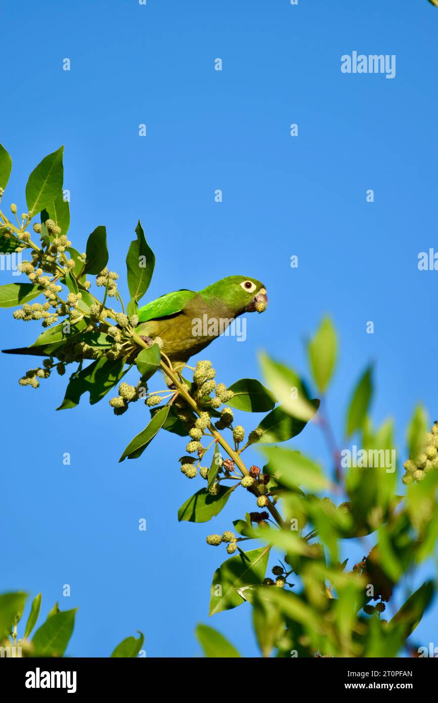 Une perruche à gorge olive solitaire (Eupsittula nana), également connue sous le nom de conure à gorge olive, gorgeant de fruits alors qu'elle est perchée dans un arbre. San Pedro, Belize. Banque D'Images