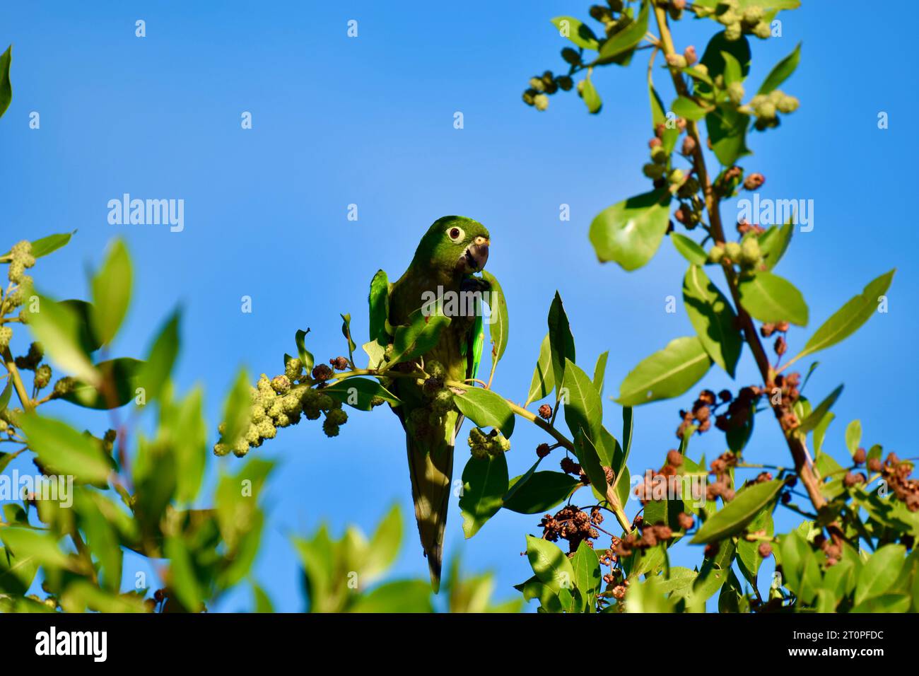 Une perruche à gorge olive solitaire (Eupsittula nana), également connue sous le nom de conure à gorge olive, gorgeant de fruits alors qu'elle est perchée dans un arbre. San Pedro, Belize. Banque D'Images