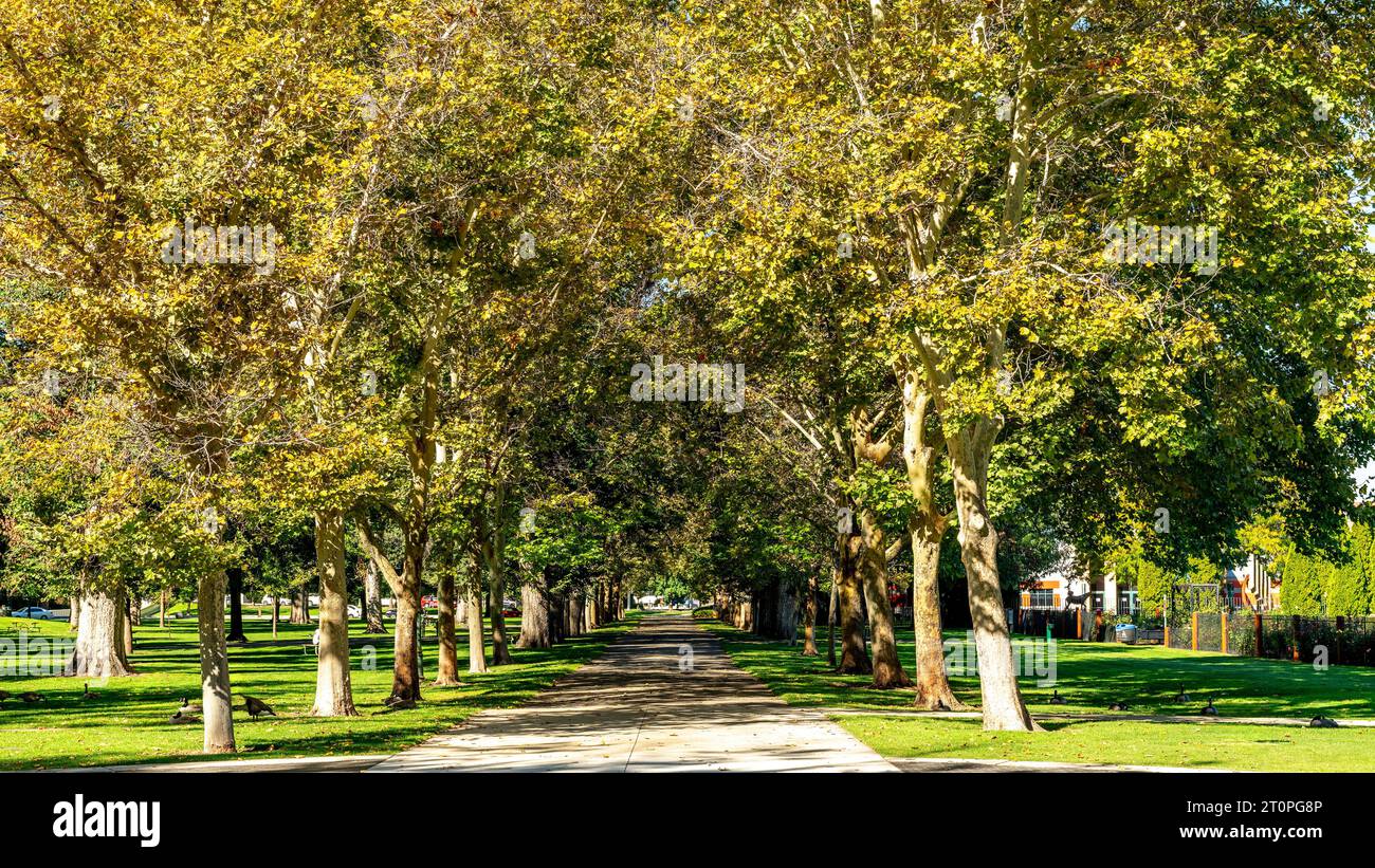 Beau trottoir bordé d'arbres dans un parc public de Boise Banque D'Images