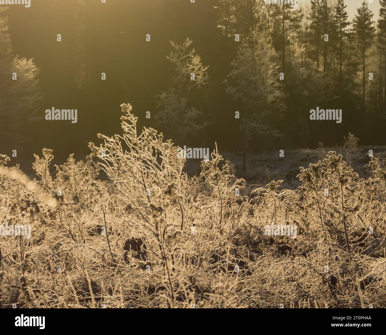 Forêt givrée dans le faible soleil hivernal en Finlande Banque D'Images