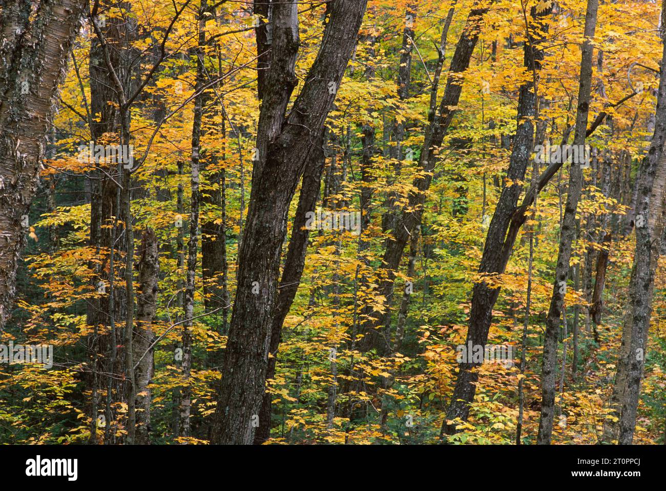 Forêt, Green Mountain National Forest, Vermont Banque D'Images