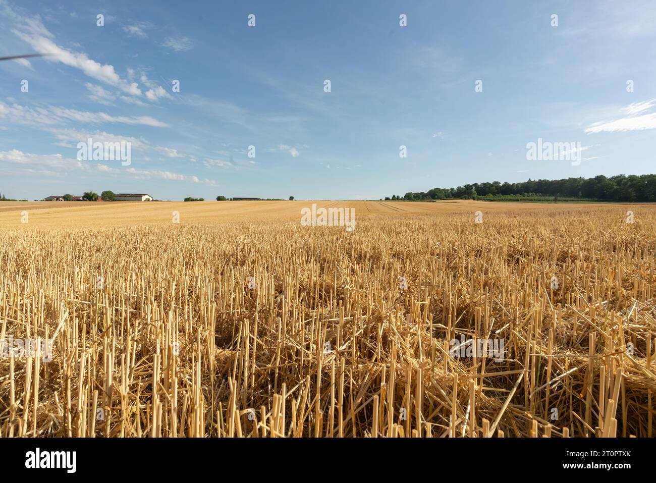 Vue au-dessus du champ de grain fauché avec chaume de plantes à grain dans la zone rurale à la fin de l'été juste avant la récolte Banque D'Images