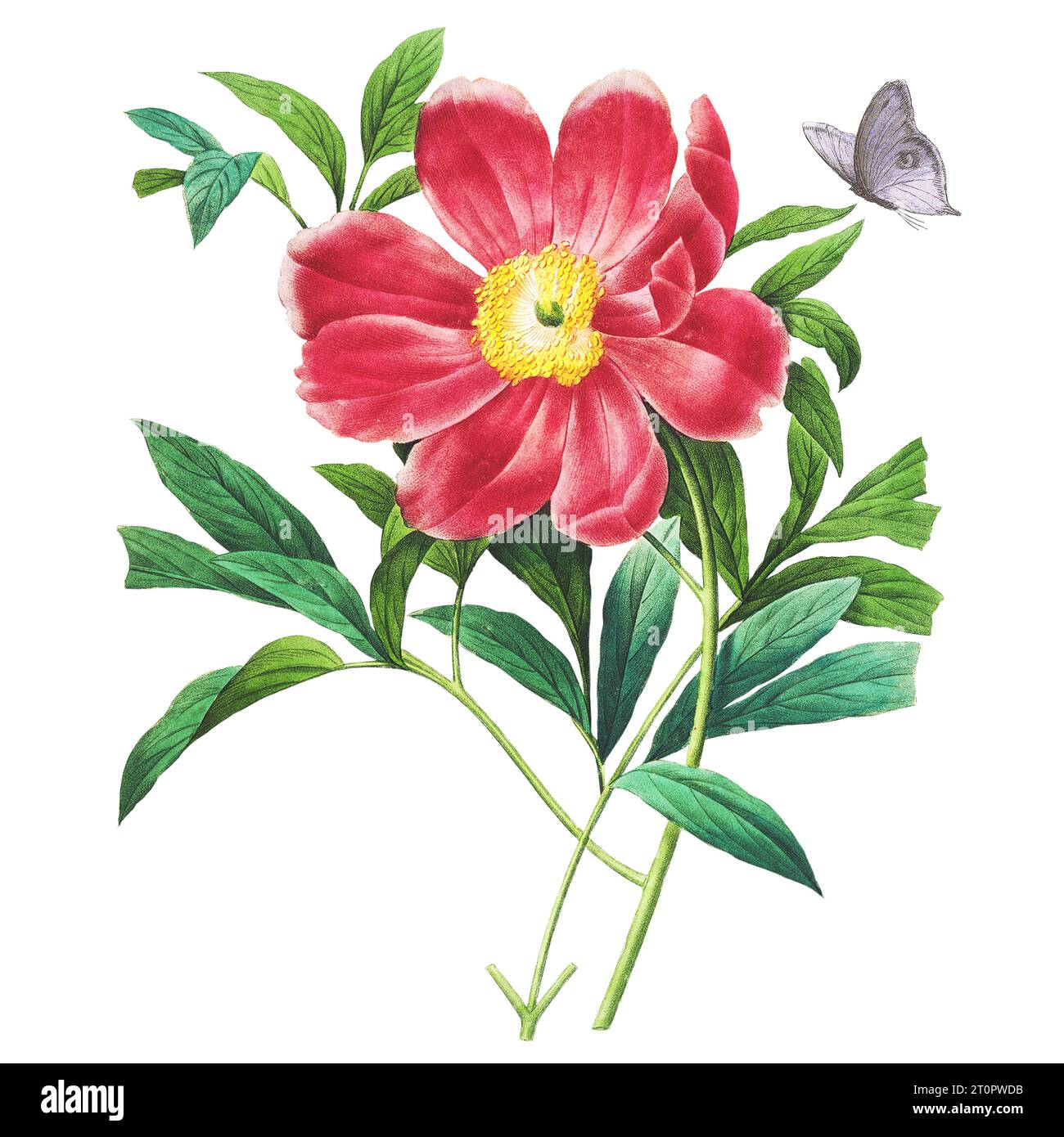 Illustration botanique de pivoine de Pierre-Joseph Redoute, artiste botanique royal des reines et impératrices de France, surnommé le Raphaël des fleurs Banque D'Images