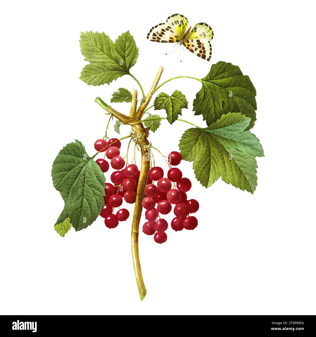 Illustration botanique de Pierre-Joseph Redoute, artiste botanique royal des reines et impératrices de France, surnommé le Raphaël des fleurs Banque D'Images