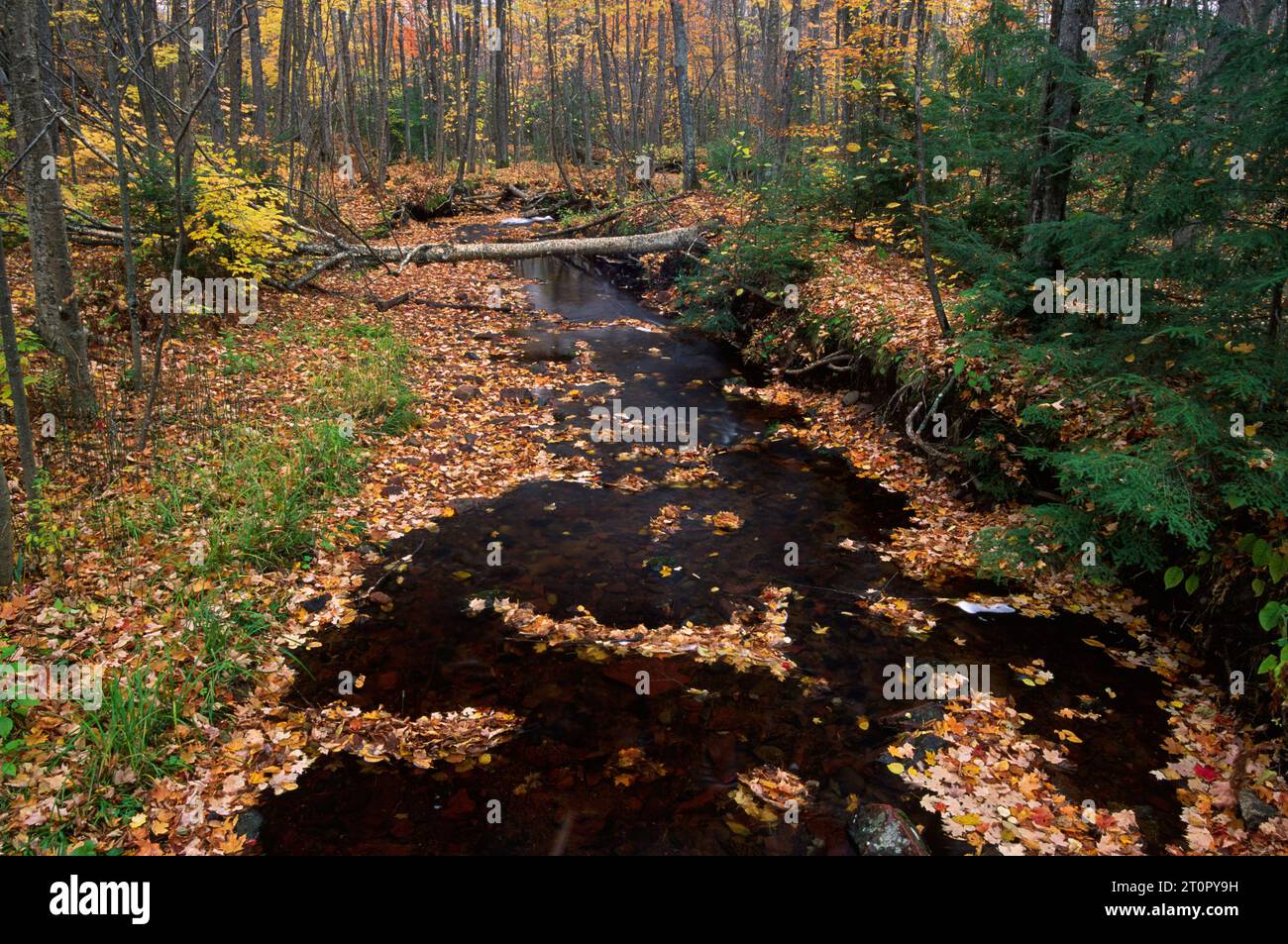 Morgan Creek, Chequamegon-Nicolet National Forest, Wisconsin Banque D'Images