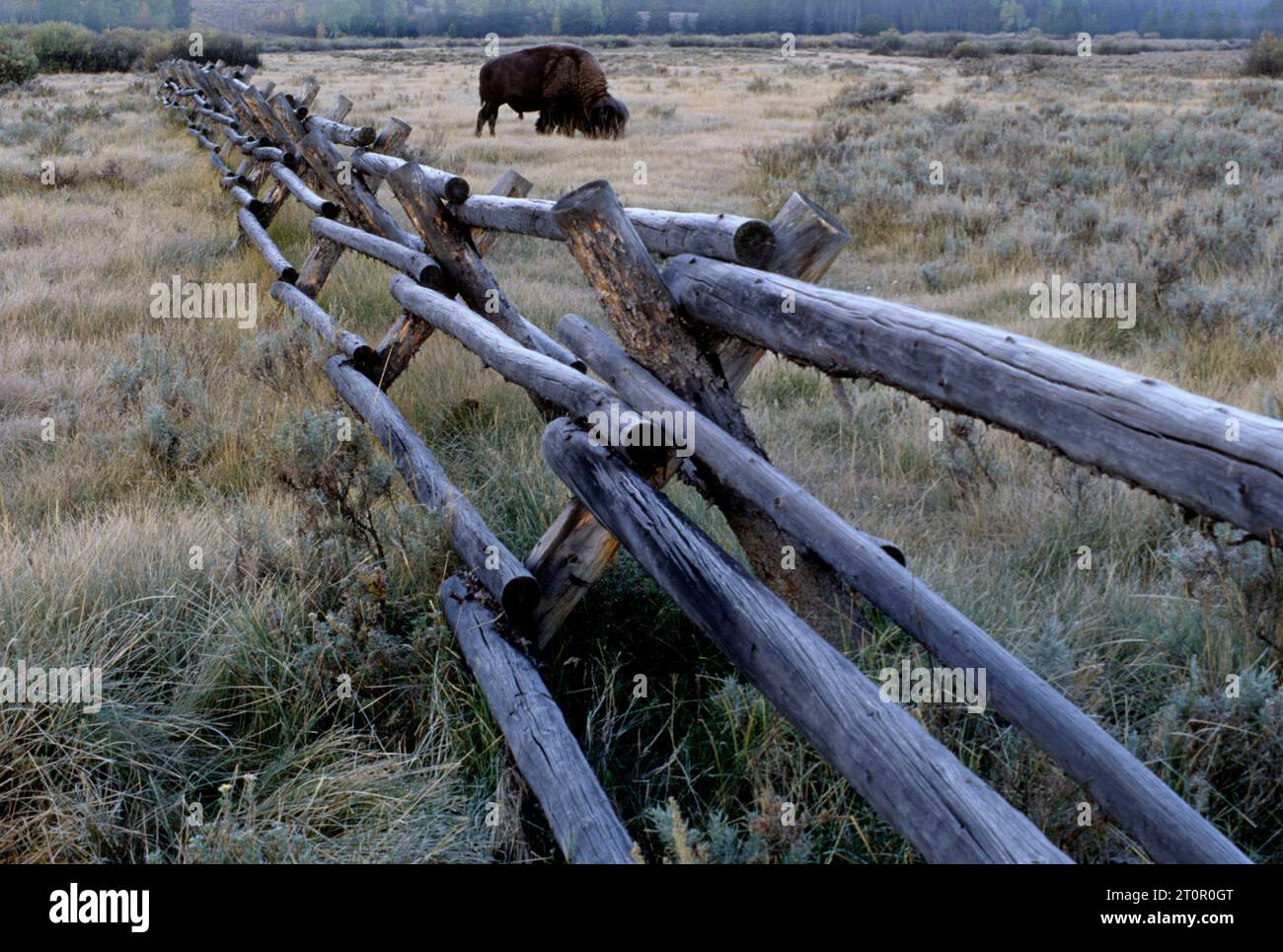 Clôture à lodgepole avec bison (Bison bison), parc national de Grand Teton, Wyoming Banque D'Images