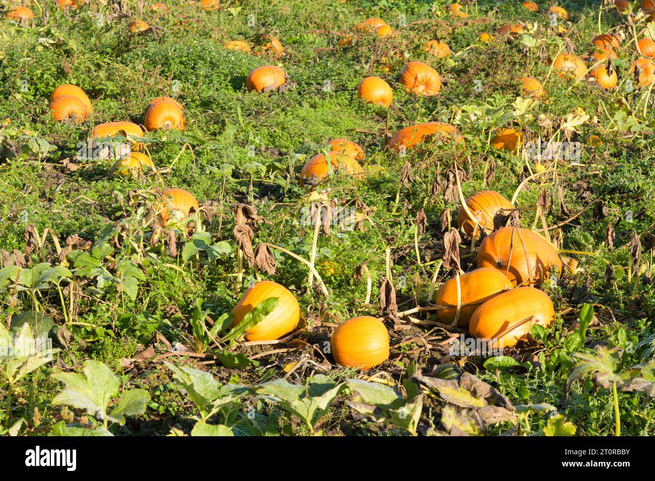 Pumkins orange commercial dans le champ prêt pour la récolte d'halloween Banque D'Images