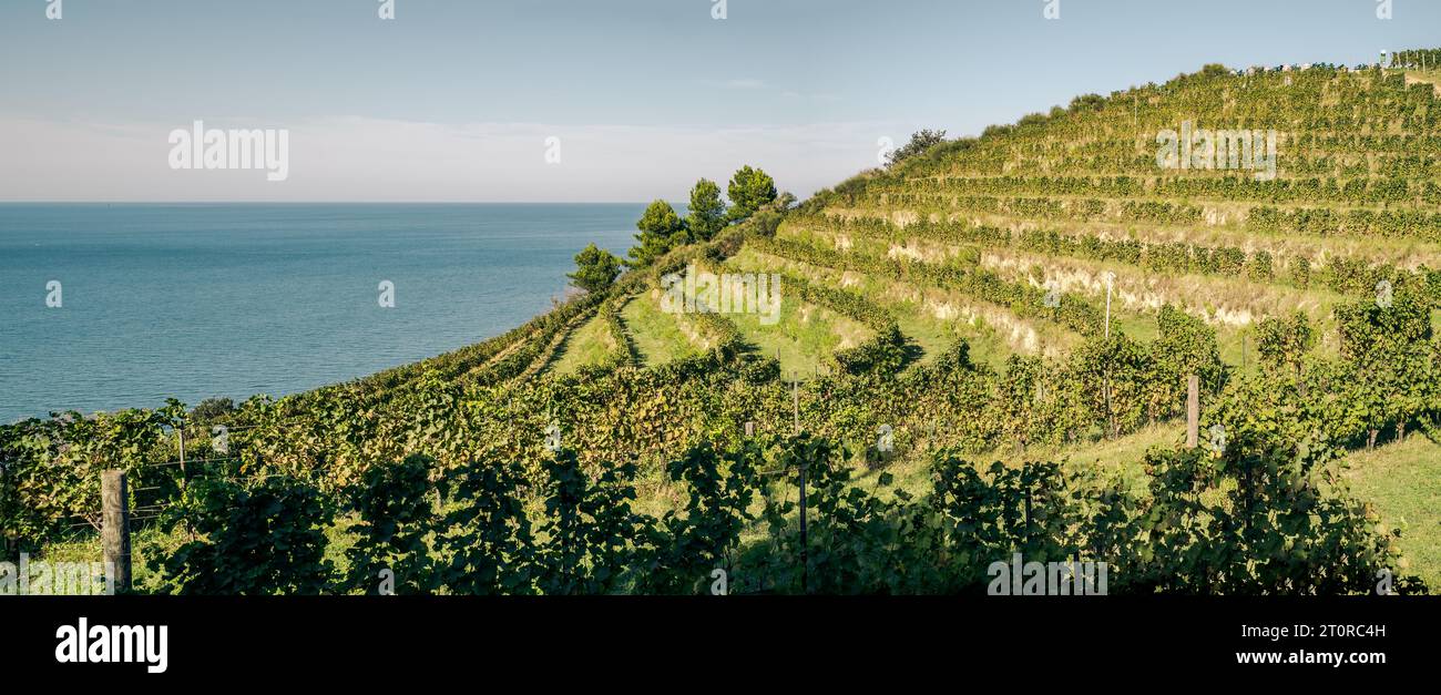 Vignoble sur une colline en face de la mer. Fiornzuola di Focara, province de Pesaro-Urbino, Marches, Italie. Banque D'Images