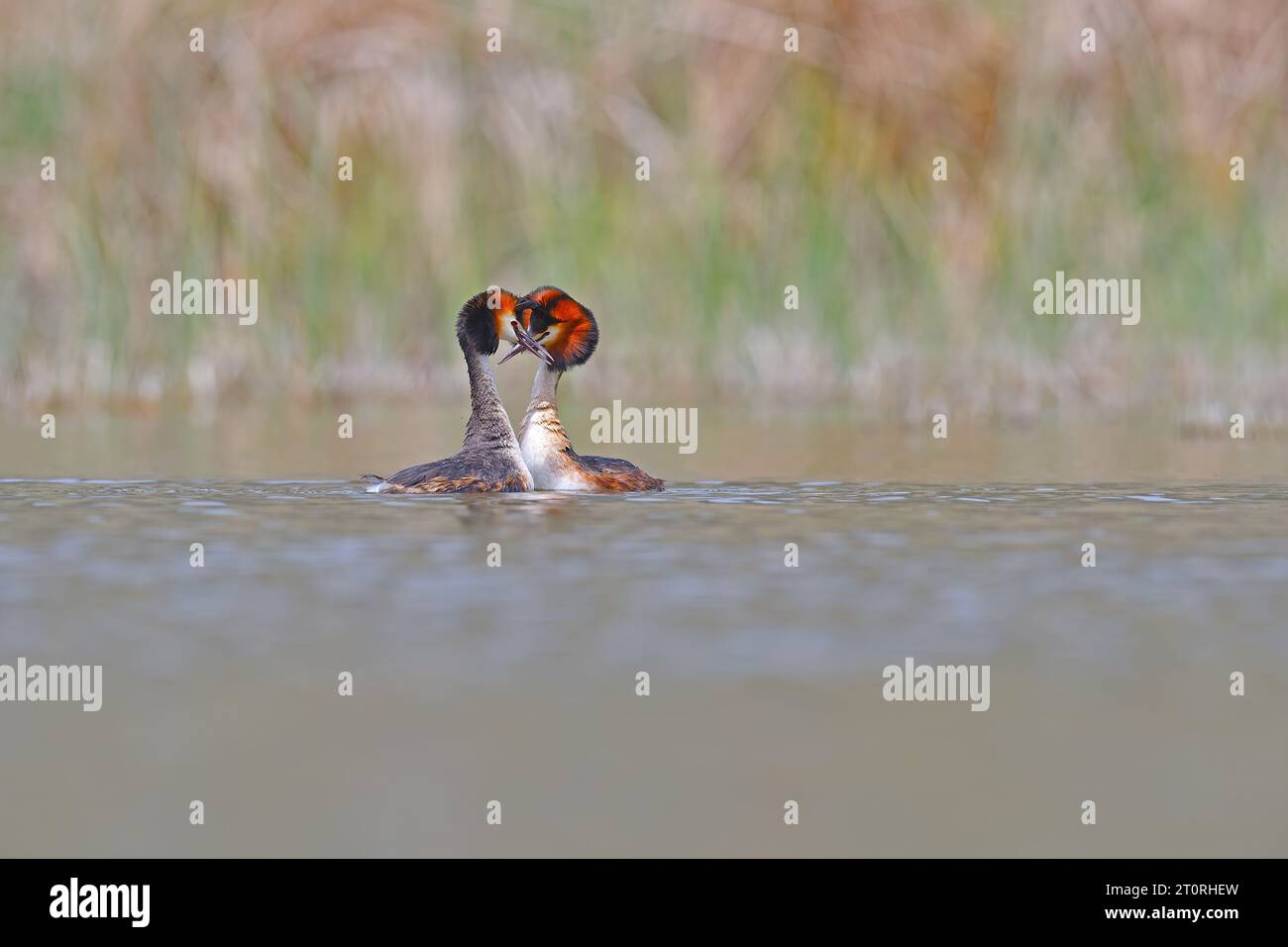 Danse de mariage de la Grande crête Grebe - Podiceps cristatus. Photo printanière de sauvagine. Animaux dans le milieu naturel. Banque D'Images