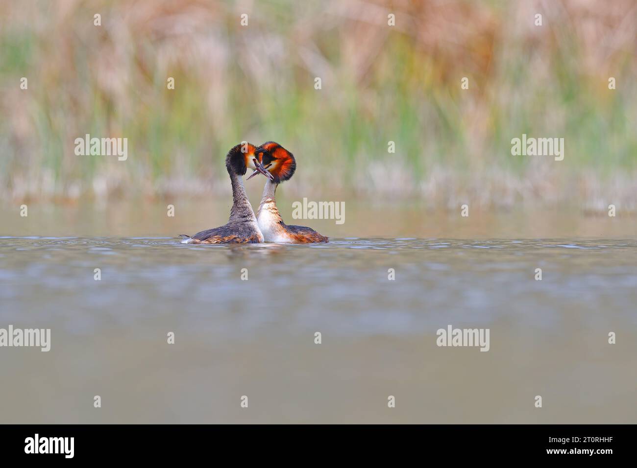 Danse de mariage de la Grande crête Grebe - Podiceps cristatus. Photo printanière de sauvagine. Animaux dans le milieu naturel. Banque D'Images