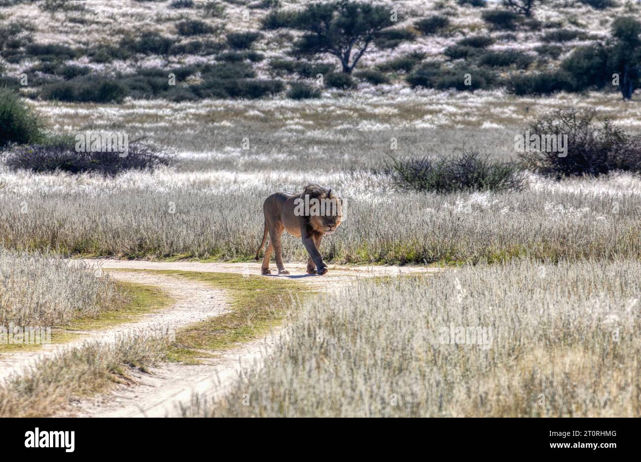 lion avec des cicatrices de bataille marchant à la croix des chemins de terre dans la savane, interaction avec les gens, acacia lointain Banque D'Images lion avec des cicatrices de bataille marchant à la croix des chemins de terre dans la savane, interaction avec les gens, acacia lointain Banque D'Images