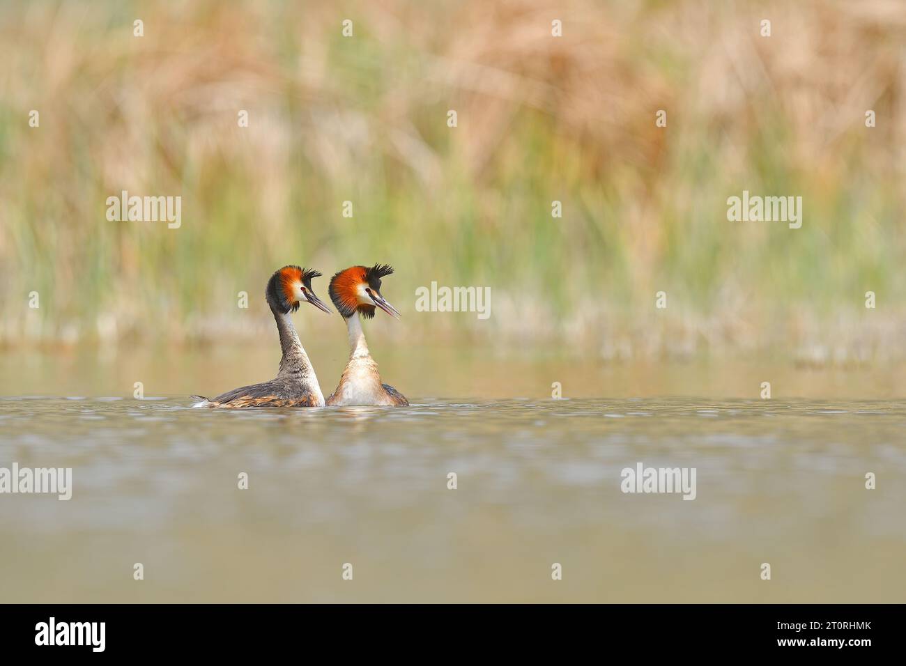 Danse de mariage de la Grande crête Grebe - Podiceps cristatus. Photo printanière de sauvagine. Animaux dans le milieu naturel. Banque D'Images