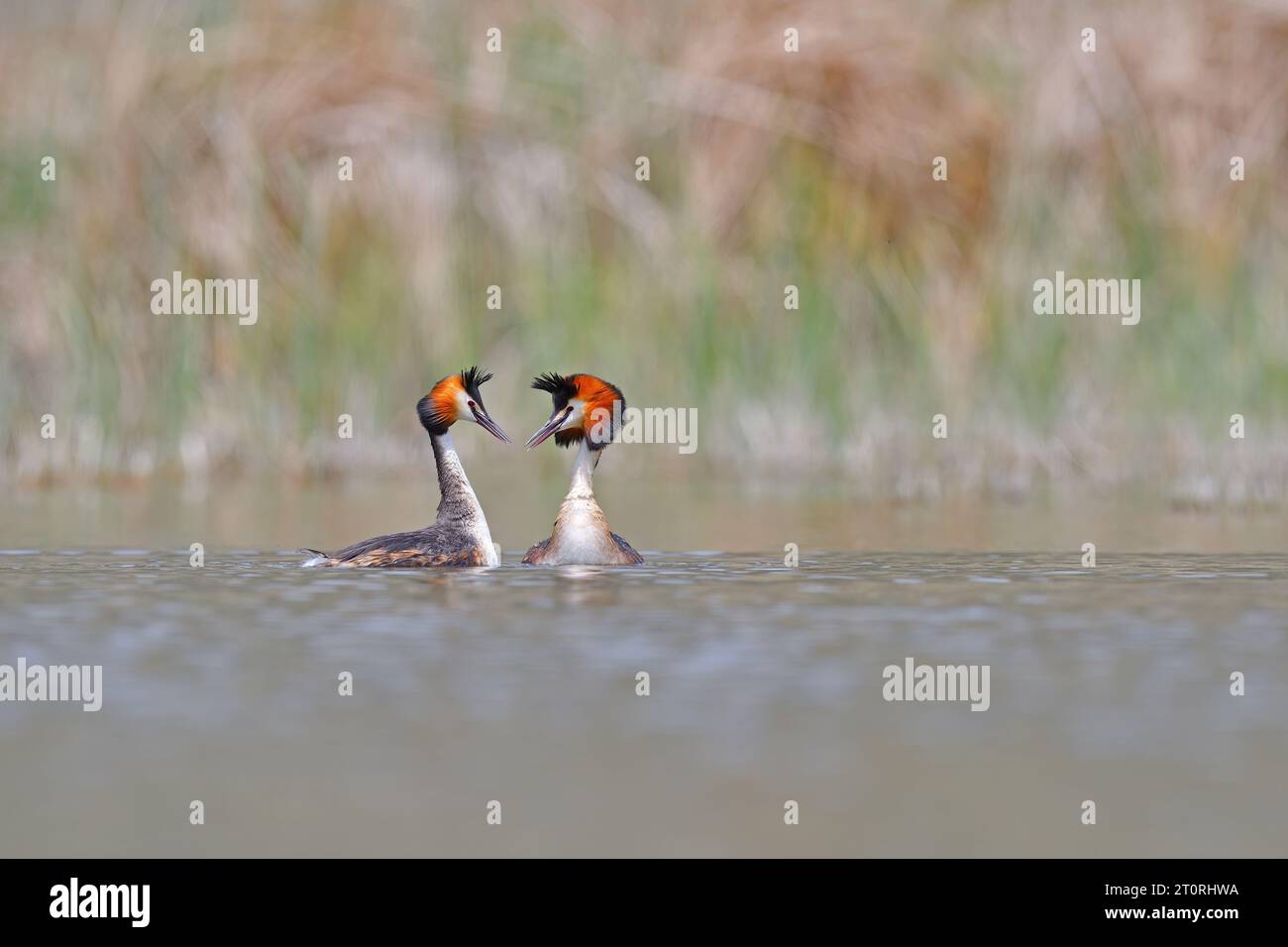 Danse de mariage de la Grande crête Grebe - Podiceps cristatus. Photo printanière de sauvagine. Animaux dans le milieu naturel. Banque D'Images