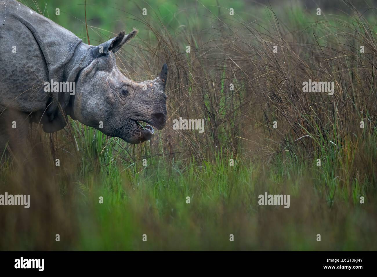 Pâturage de rhinocéros dans les prairies de l'Assam dans le nord-est de l'Inde Banque D'Images