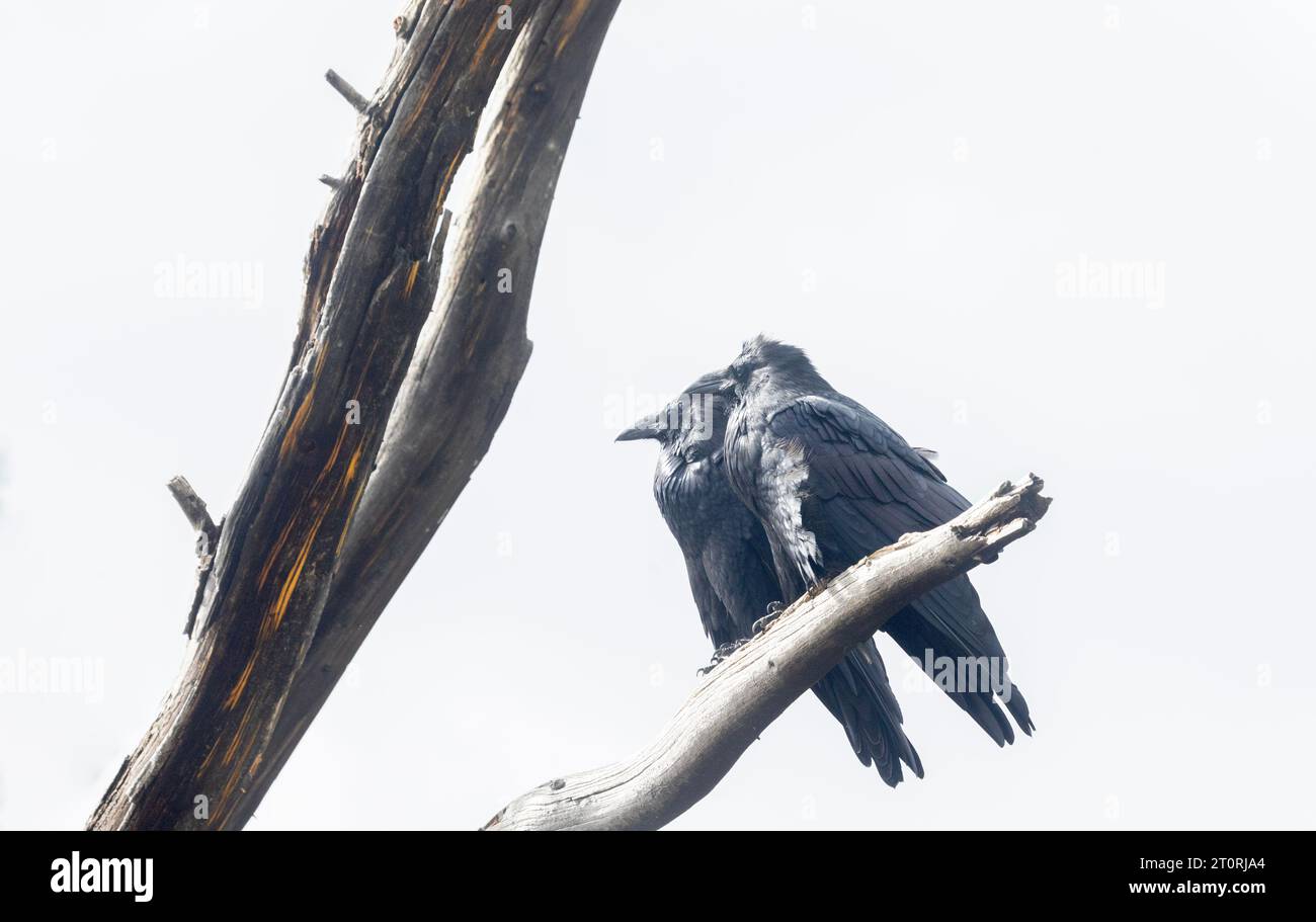 Deux Ravens perchés sur Dead Tree Banque D'Images