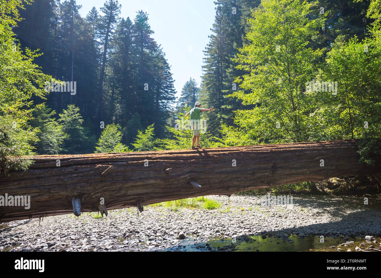 Randonneur dans Redwoods National Park, Californie, États-Unis Banque D'Images