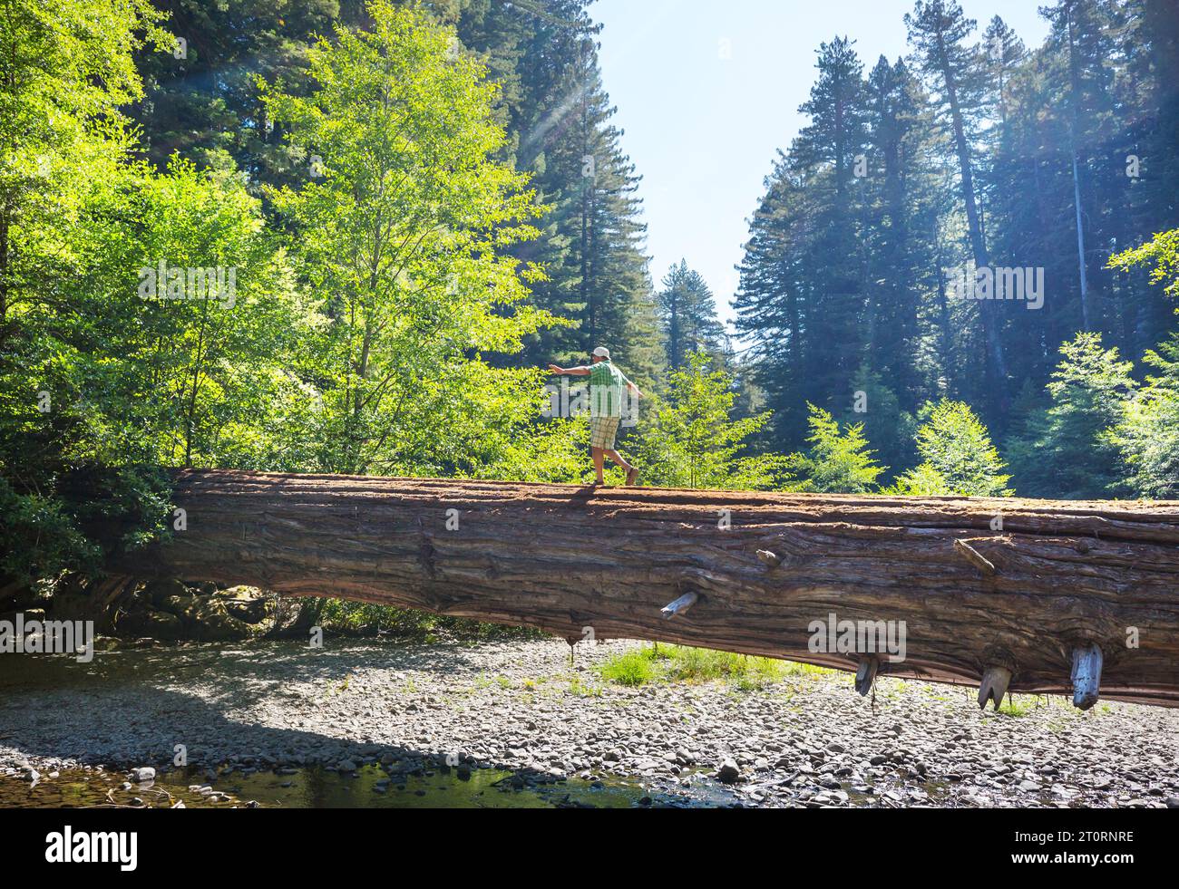 Randonneur dans Redwoods National Park, Californie, États-Unis Banque D'Images