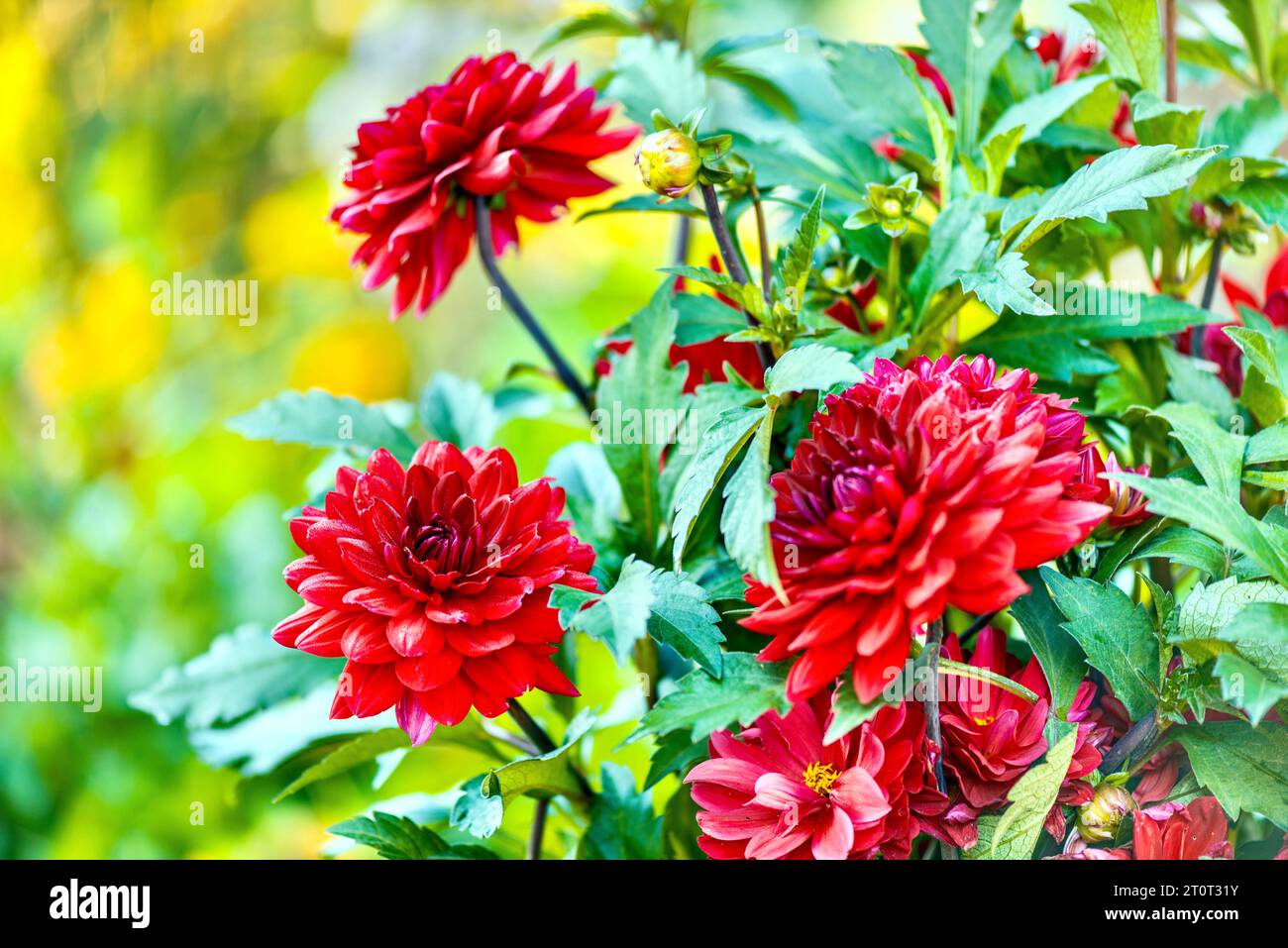 Dahlia fleurs dans le jardin. (Mise au point sélective). Banque D'Images