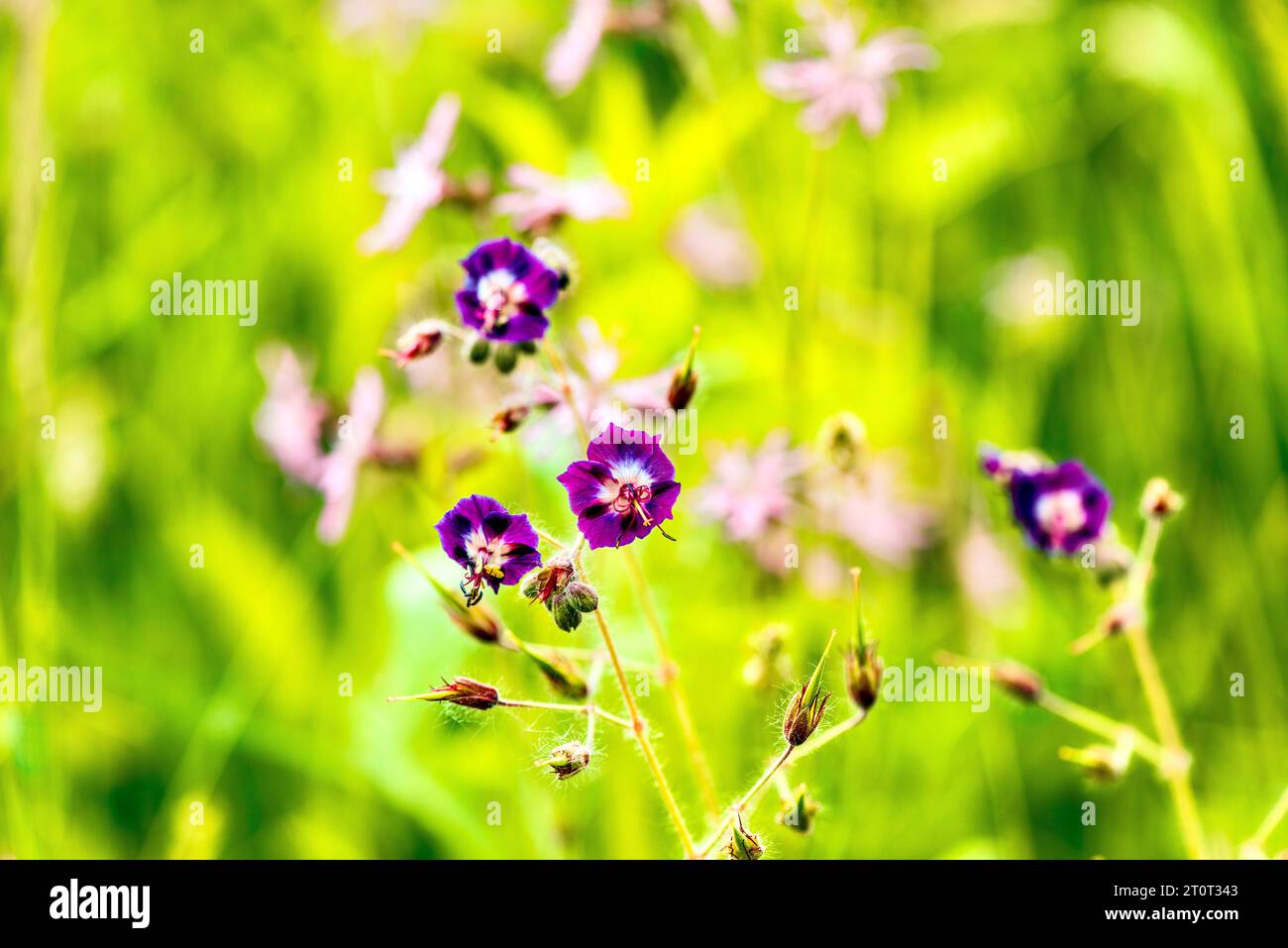 Belles fleurs sauvages semblables au géranium de prairie. Banque D'Images