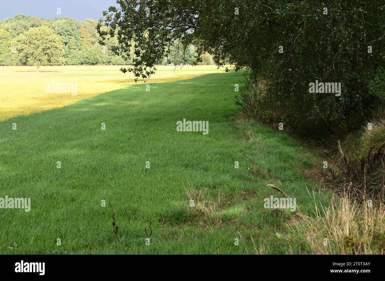 05 octobre 2023, Brandenburg, Brügge : de jeunes plantes qui ont germé après la récolte des céréales sont debout dans un champ. Le grain tombé de la moissonneuse-batteuse et les graines des mauvaises herbes indésirables ont germé. Un herbicide total contenant le principe actif glyphosate a ensuite été appliqué sur les feuilles vertes fraîches. Cela provoque la mort des plantes vertes (à gauche) et leurs feuilles deviennent jaunes caractéristiques. L'agriculteur peut ainsi également éliminer les mauvaises herbes racines à longue durée de vie avant de semer une nouvelle culture. La bande verte qui reste est la bande tampon, avec la distance au fossé que l'agriculteur doit Banque D'Images