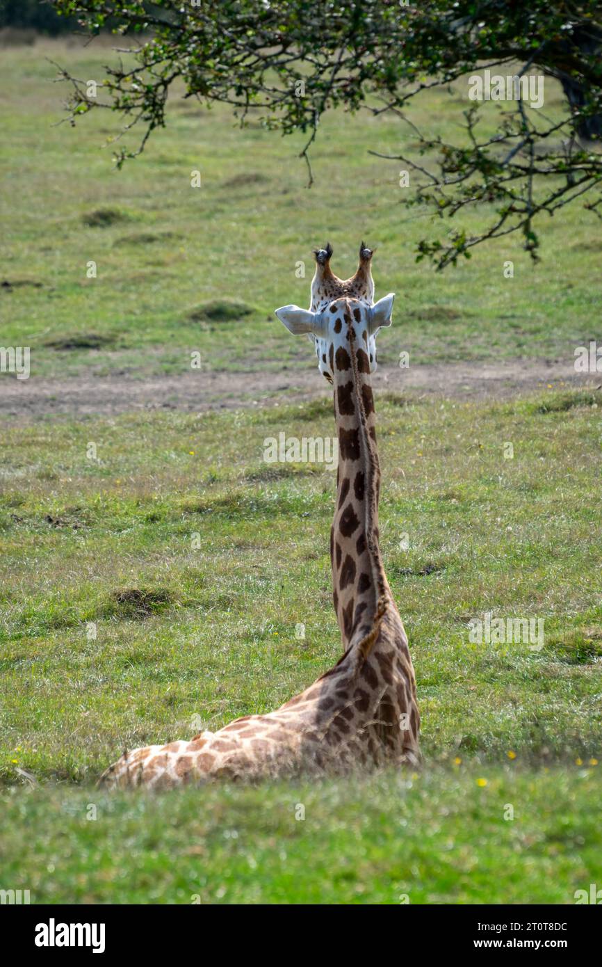 Vue arrière d'une girafe assise et regardant au loin Banque D'Images