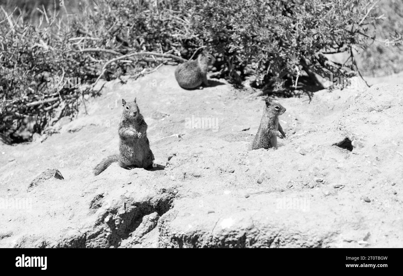 Écureuils terrestres sauvages rongeurs animaux marmotini dans l'habitat naturel Banque D'Images