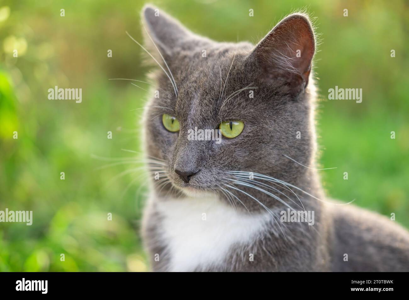 Portrait de chat. Gros plan de la bouche. Graceful Gray Cat marchant sur la prairie d'herbe verte. Chat drôle dehors. Beau félin gris assis dehors. Fluffy Kitt Banque D'Images