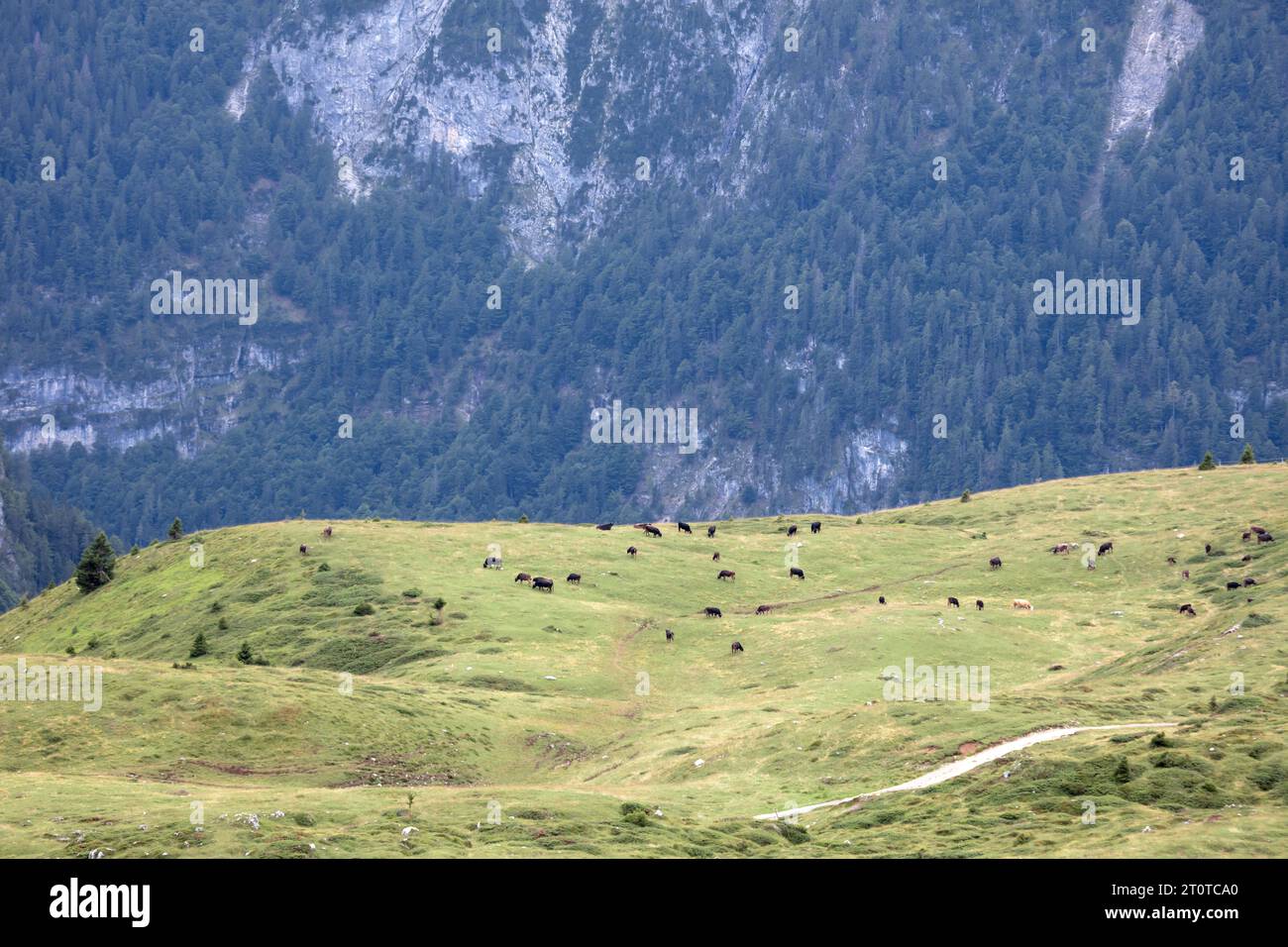 Vaches dans les montagnes italiennes, loin Banque D'Images