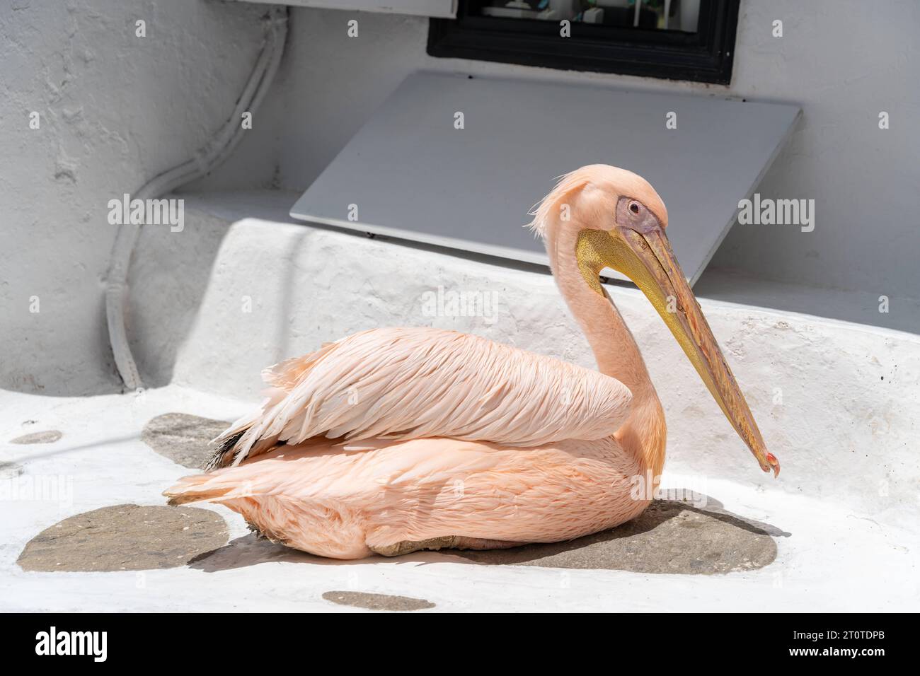 Mykonos, Grèce. 10 mai 2023. Pelican assis dans une rue piétonne à Mykonos, Grèce *** Pelikan sitzt in einer Fußgänger Straße in Mykonos, Griechenland crédit : Imago/Alamy Live News Banque D'Images