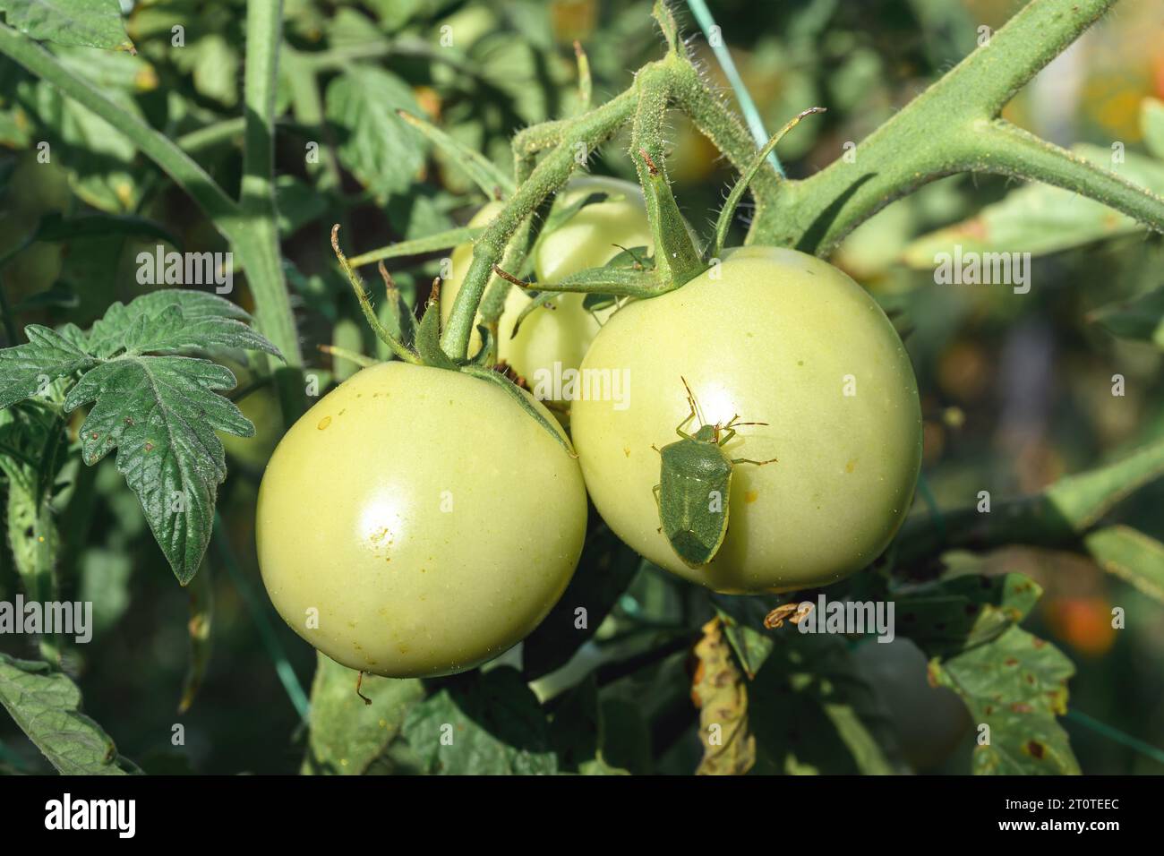 Bug vert puant sur les fruits de légumes de tomate maison dans le jardin biologique, mise au point sélective Banque D'Images