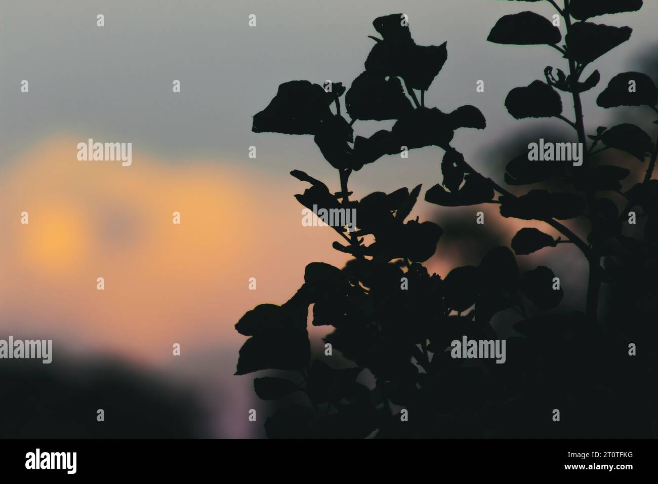 Photographie abstraite de feuilles Banque D'Images